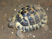 Diverse Land-und Wasserschildkröten( Notaufnahmen vom Tierschutzverein)